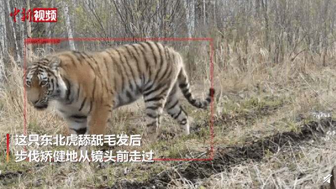 吉林vs广东全场回放,一场东北虎与华南虎的硬碰硬,看得我直冒汗 吉林vs广东全场回放,一场东北虎与华南虎的硬碰硬,看得我直冒汗